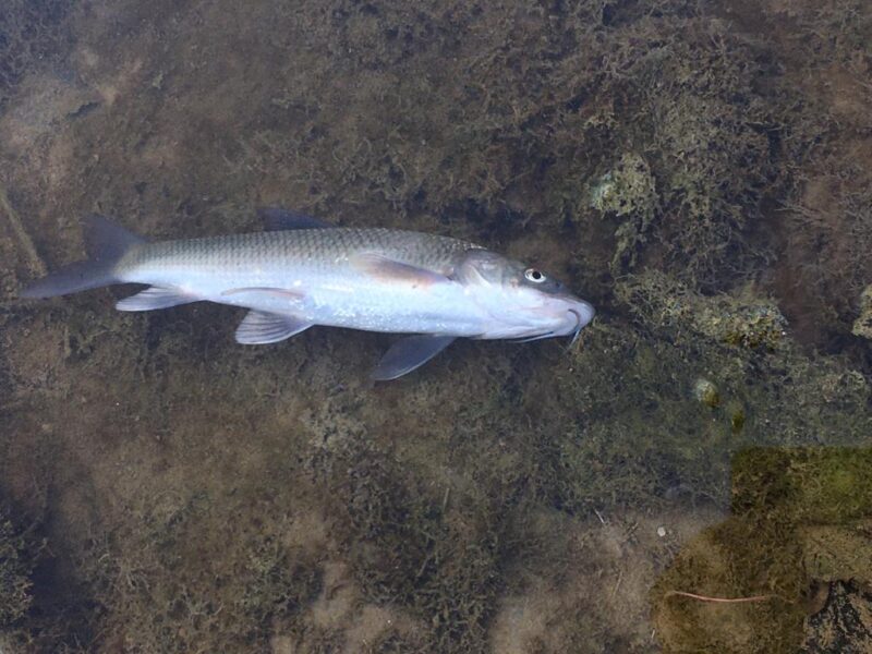 La Bustia peixos barbs mort riu Anoia Martorell