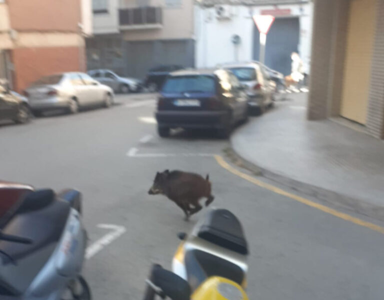 La Bustia porc senglar carrers Olesa