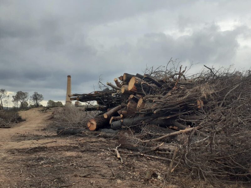 La Bustia primera fase reforestacio incendi Castellvi i Martorell (1)