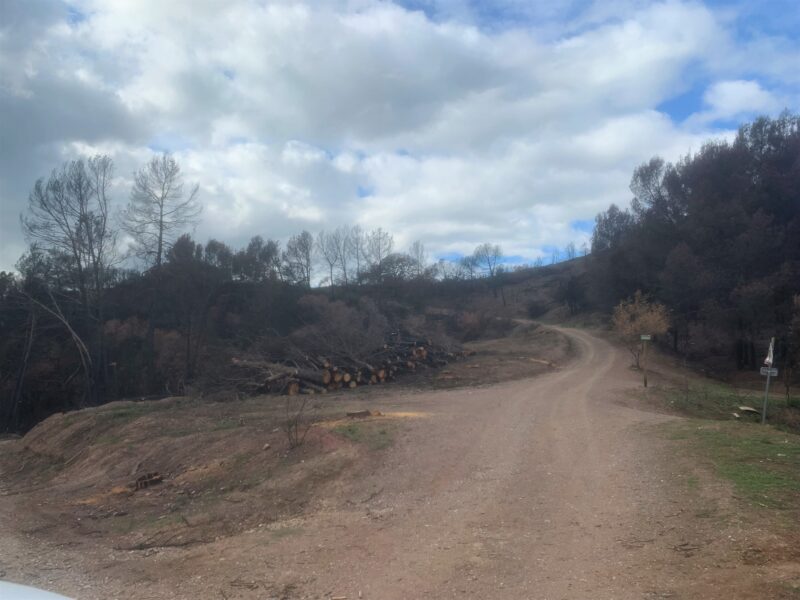 La Bustia primera fase reforestacio incendi Castellvi i Martorell (2)