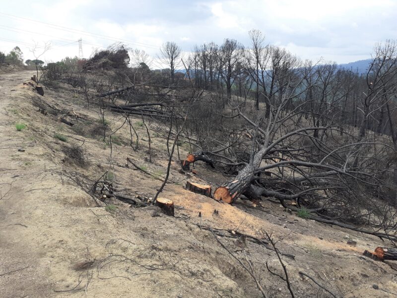 La Bustia primera fase reforestacio incendi Castellvi i Martorell (3)