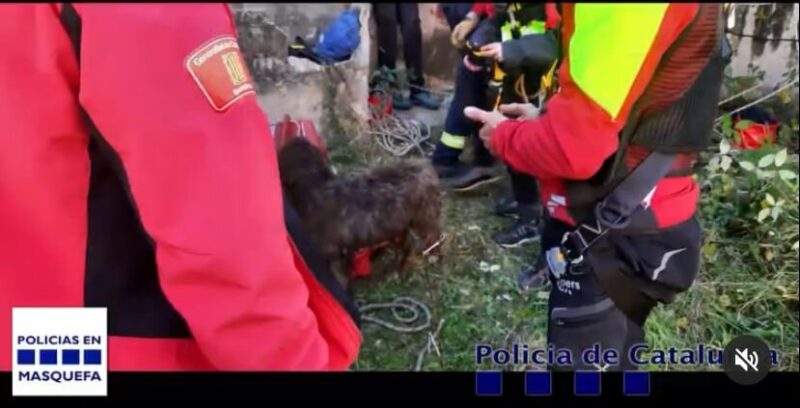 La Bustia rescat gos Masquefa