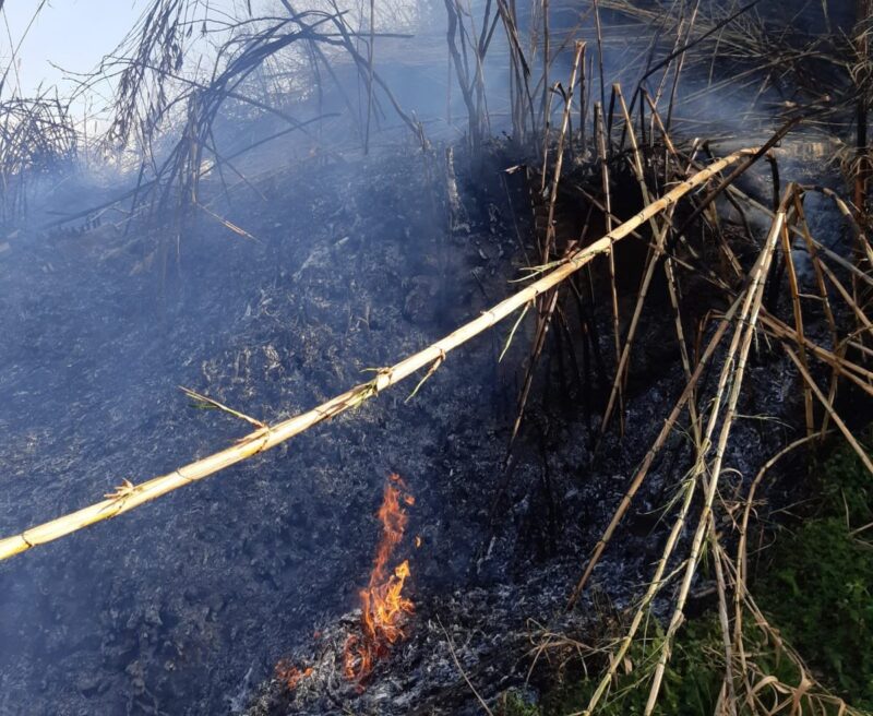 La Bustia incendi forestal Esparreguera (2)