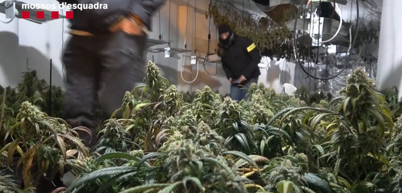 La Bustia plantacio marihuana