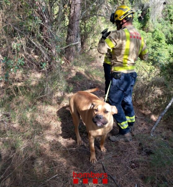 La Bustia rescat gos Esparreguera