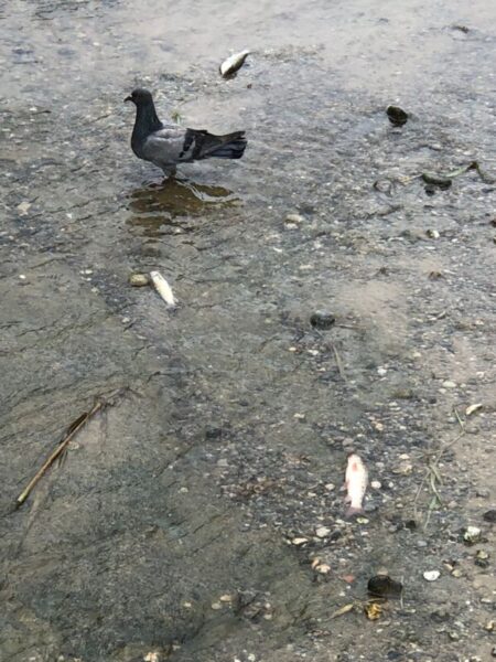 La Bustia peixos morts riu Anoia Martorell 4