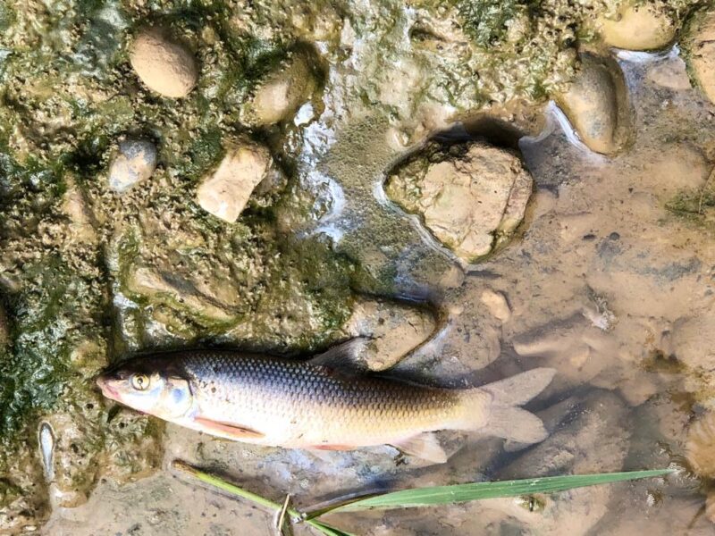 La Bustia peixos morts riu Anoia Martorell 6