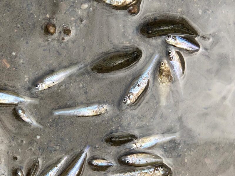 La Bustia peixos morts riu Anoia Martorell 7