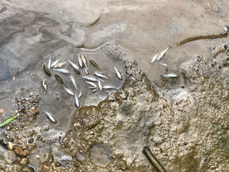 La Bustia peixos morts riu Anoia Martorell 9