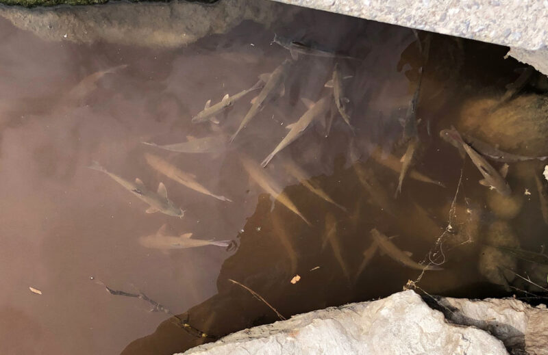 La Bustia peixos morts riu Anoia Martorell