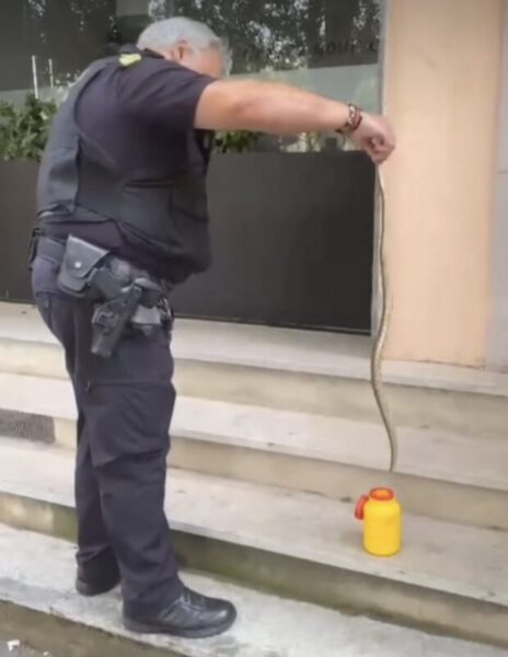 La Bustia captura i alliberament serp Policia Martorell 1