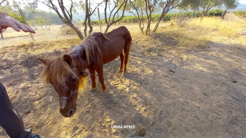 La Bustia maltractament animal finca Sant Eteve 2