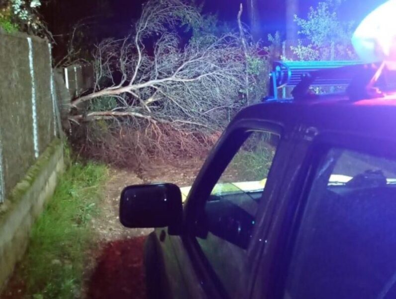 La Bustia arbre caigut plugues 30 octubre 2024 Esparreguera 1