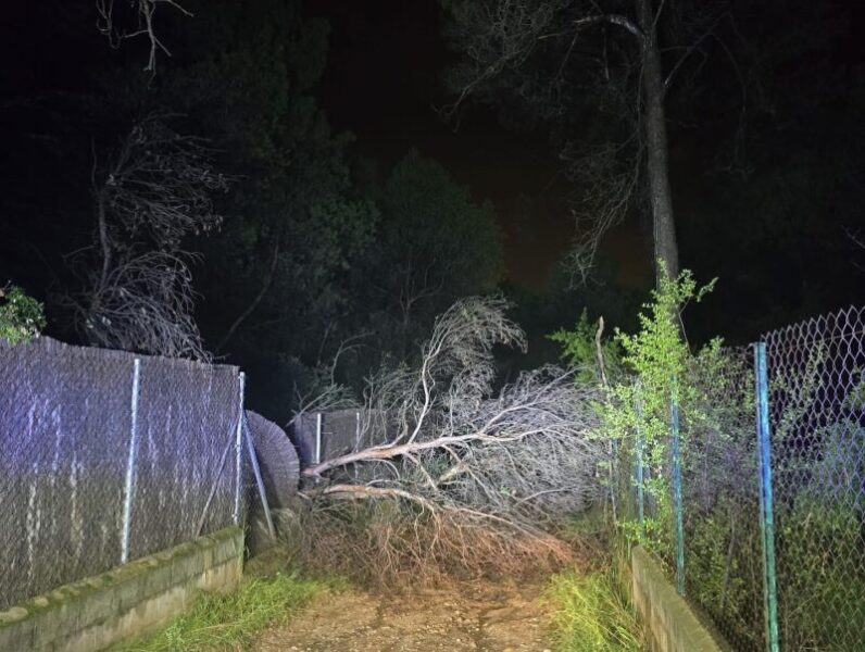 La Bustia arbre caigut plugues 30 octubre 2024 Esparreguera 2