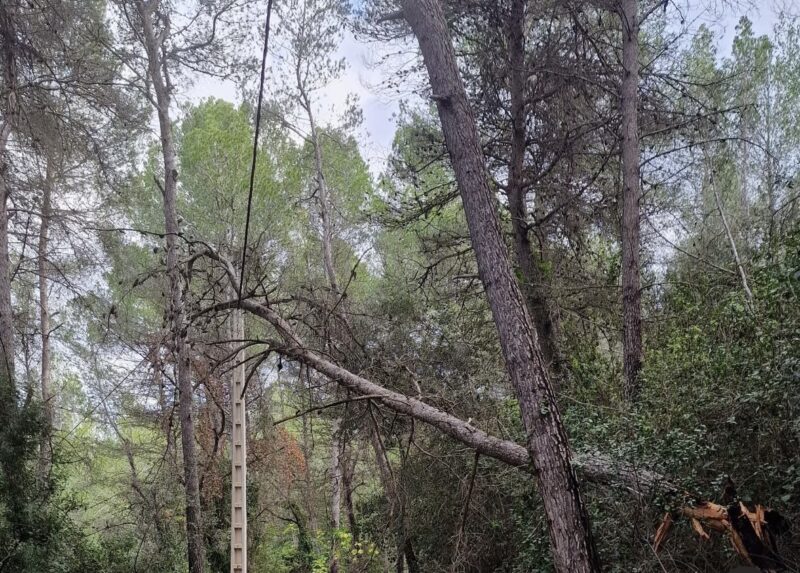 La Bustia arbre caigut plugues 30 octubre 2024 Gelida 1