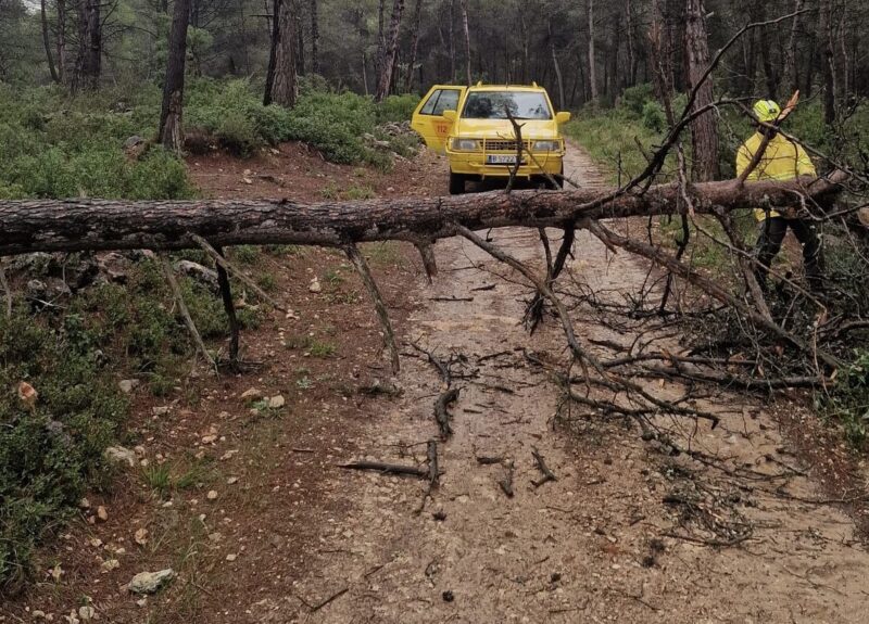 La Bustia arbre caigut plugues 30 octubre 2024 Gelida 2