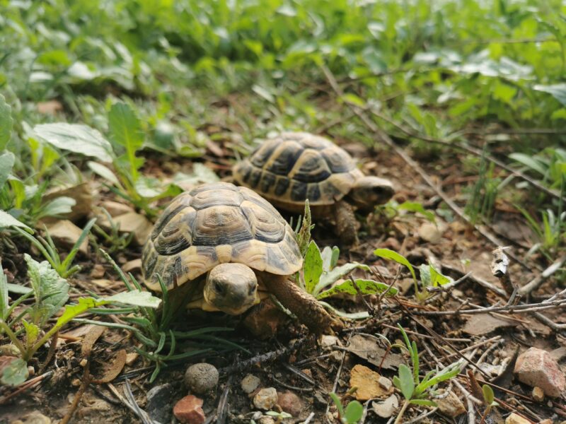 La Bustia tortuga alliberada CRAC