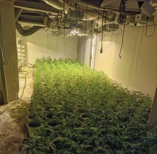 La Bustia detencio per plantacio marihuana Martorell 2