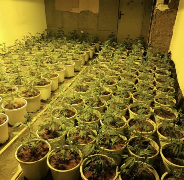 La Bustia detencio per plantacio marihuana Martorell 3