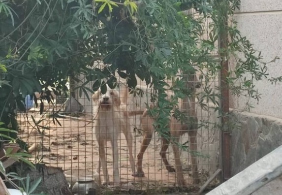 La Bustia gossos en estat abandonament Abrera 1