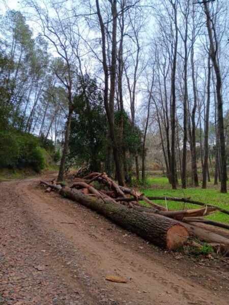 La Bustia tala arbres Sant Esteve 1