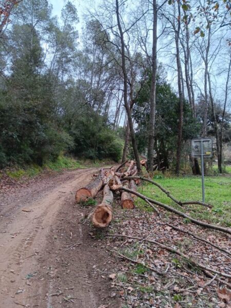 La Bustia tala arbres Sant Esteve 3