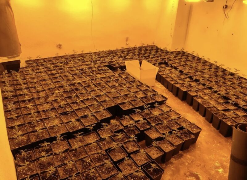 La Bustia dispositiu marihuana Martorell