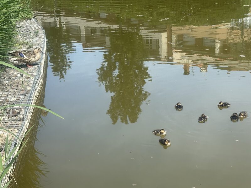 La Bustia naixement anecs llac Olesa