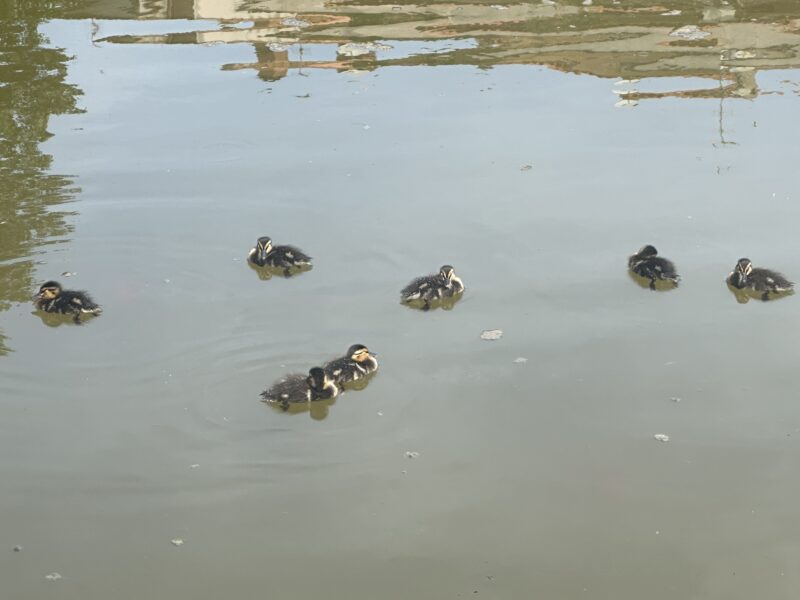 La Bustia naixement anecs llac Olesa