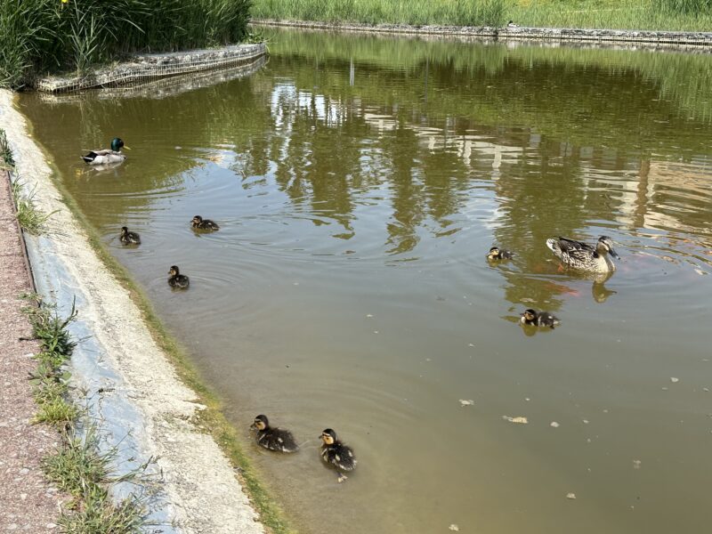 La Bustia naixement anecs llac Olesa
