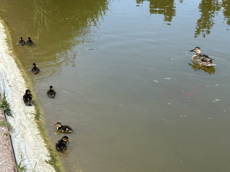 La Bustia naixement anecs llac Olesa