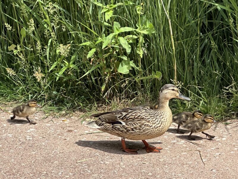 La Bustia naixement anecs llac Olesa