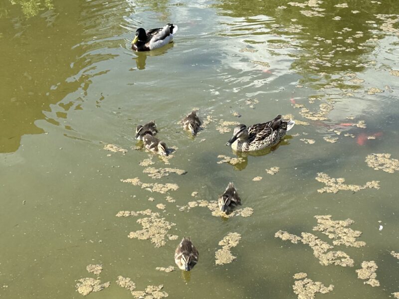 La Bustia naixement anecs llac Olesa