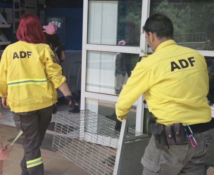 La Bustia tortugues Esparreguera 2