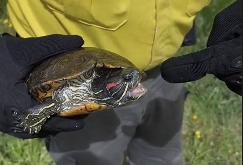 La Bustia tortugues Esparreguera 3