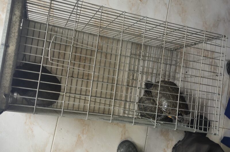 La Bustia tortugues Esparreguera 4