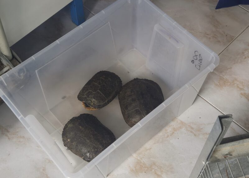 La Bustia tortugues Esparreguera 5