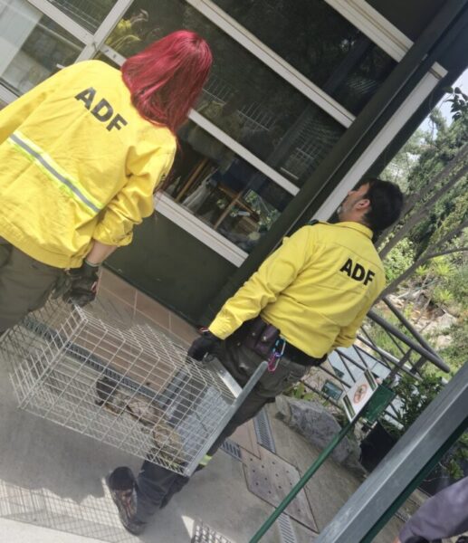 La Bustia tortugues Esparreguera 6