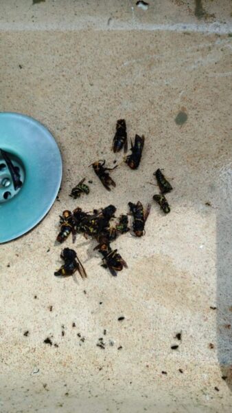 La Bustia vespes asiatiques Masquefa 2