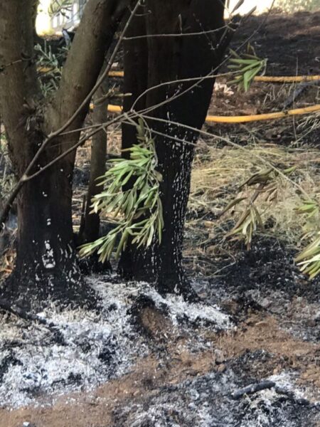 La Bustia incendi Esparreguera 2 juliol 2025