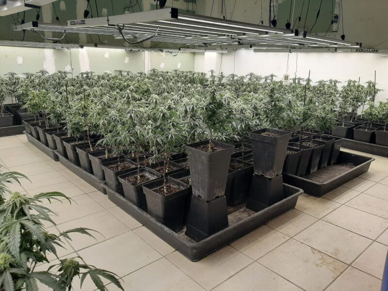 La Bustia plantacio marihuana Masquefa 2