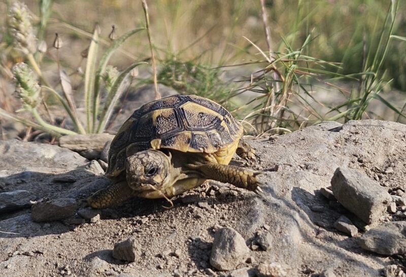 La Bustia tortuga mediterrania alliberada Crarc Masquefa
