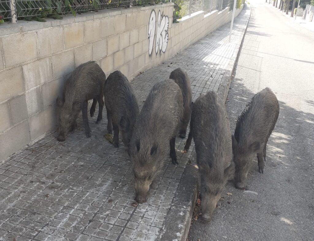 La Bustia Senglars Sant Esteve