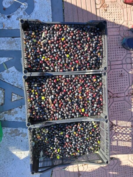 La Bustia jornada participativa oliveres Esparreguera 10