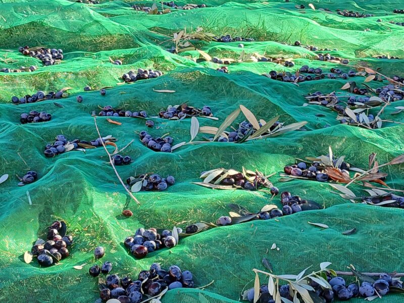 La Bustia jornada participativa oliveres Esparreguera 12