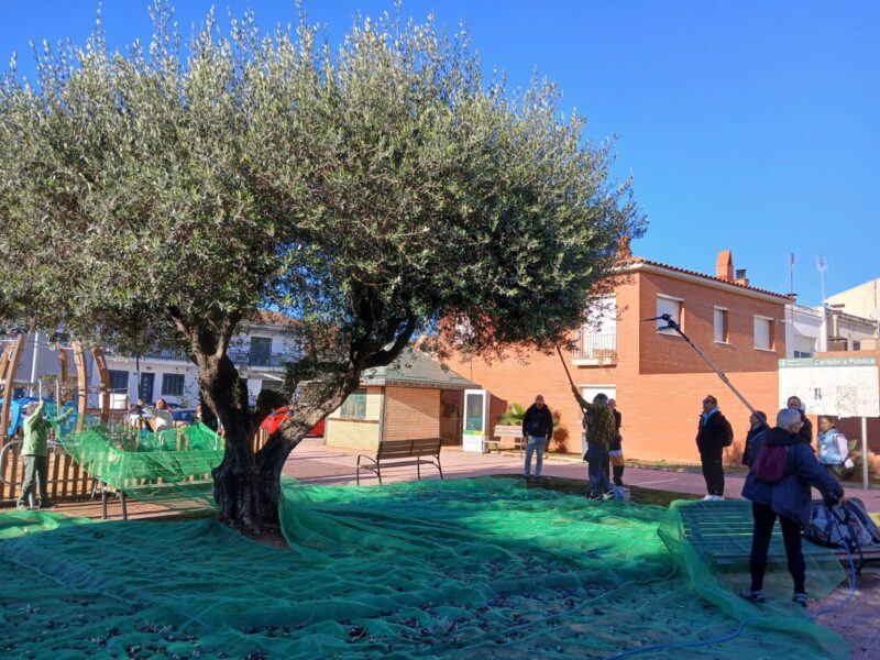 La Bustia jornada participativa oliveres Esparreguera 9