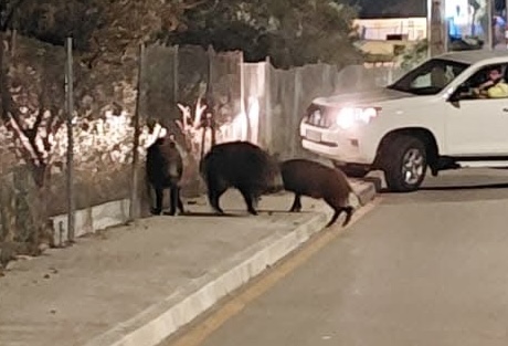 La Bustia actuacio porcs senglars Sant Andreu