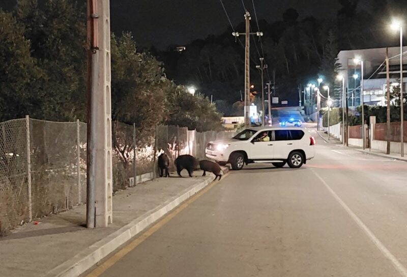 La Bustia actuacio porcs senglars Sant Andreu