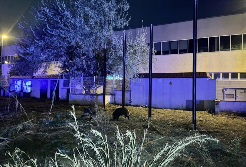 La Bustia actuacio porcs senglars Sant Andreu