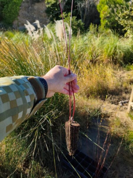 La Bustia cloenda projecte bassa de Can Cardus ADF Esparreguera